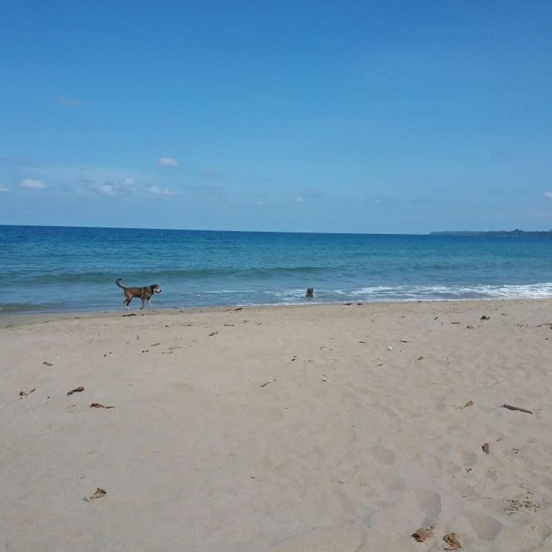 Tasty Dayz Hostel Puerto Viejo de Talamanca エクステリア 写真